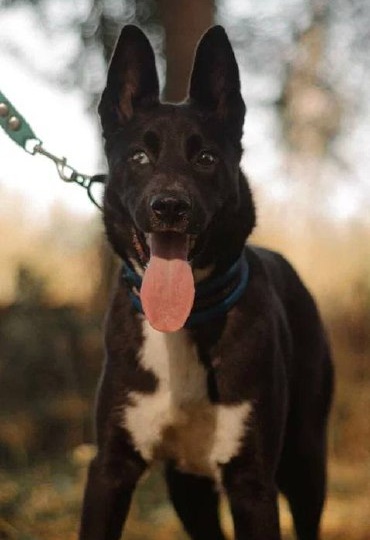 Ищет дом Дори, ~6 месяцев, стерилизована