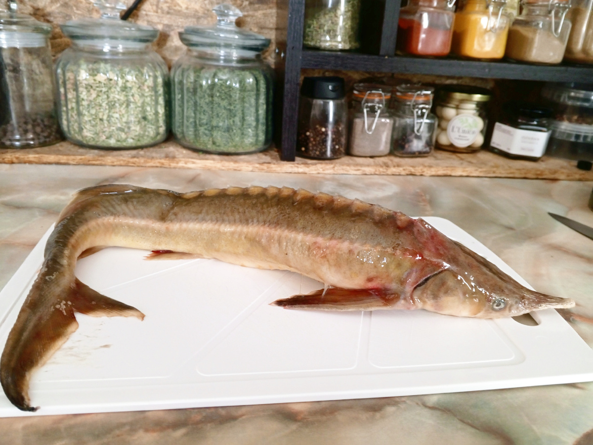 Стерлядь. Фото авторов