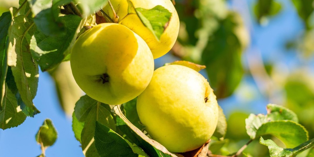 Легендарные сорта яблонь — верните вкус детства в ваш сад