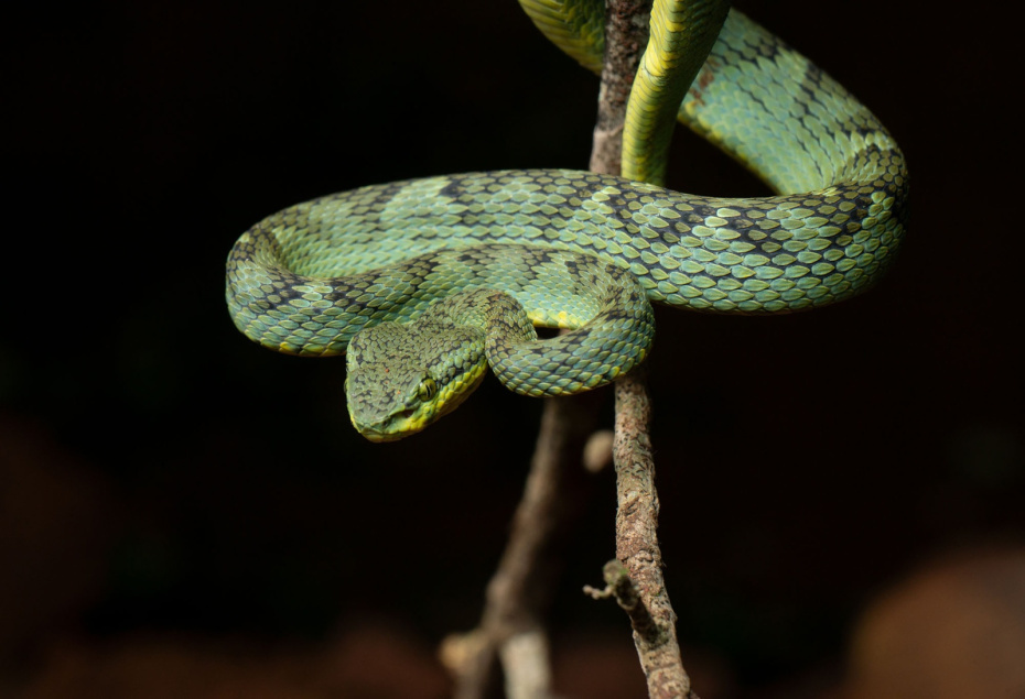    Shutterstock/FOTODOM