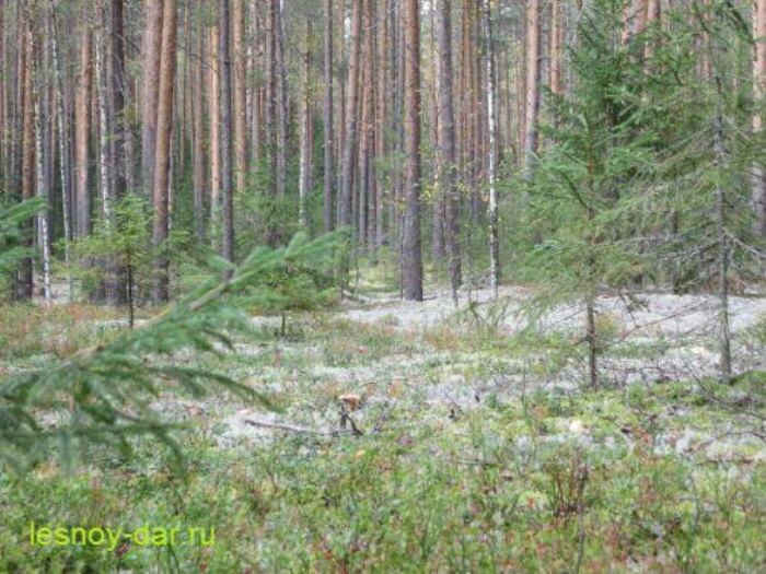 В таком сосновом лесу всегда много лишайников (фото с блога "Лесная кладовая")