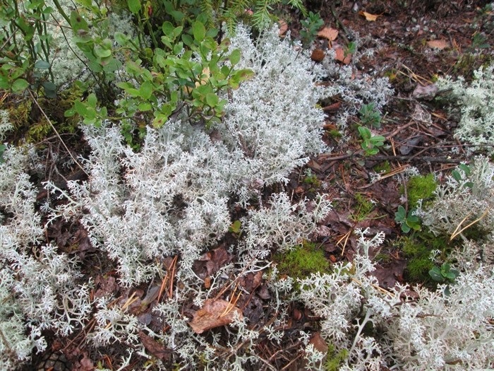 Кладония лесная (фото из архива автора)