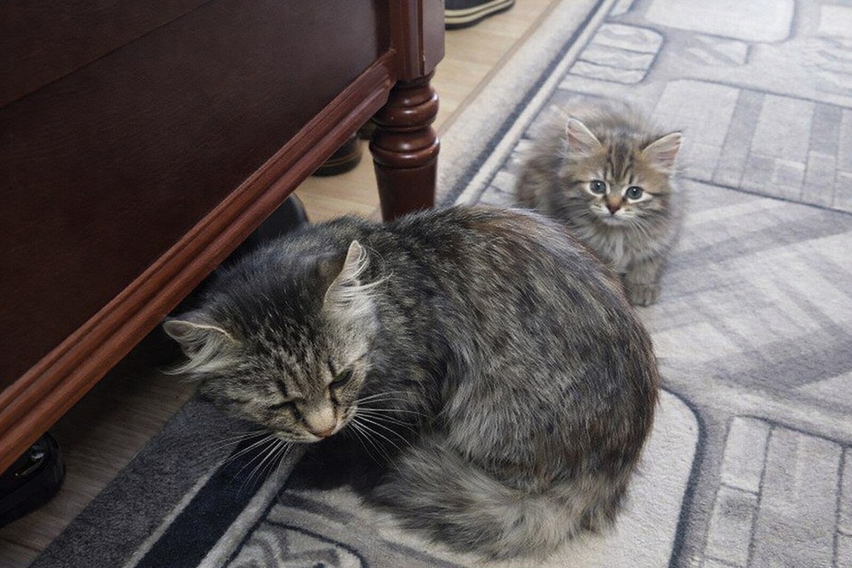 Летом Васька притащил откуда-то Марфушу (доченьку свою)