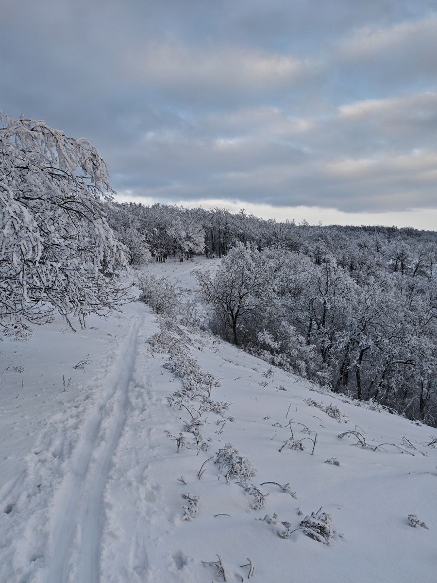 Лес под покровом глубокого снега