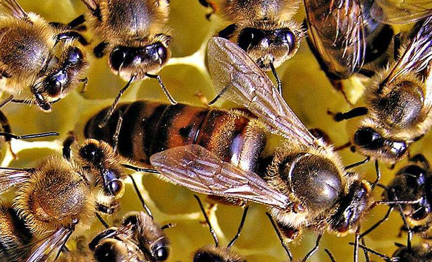 Когда химия объединяет тысячи!!! Почему семья пчёл, это супер организованная система..