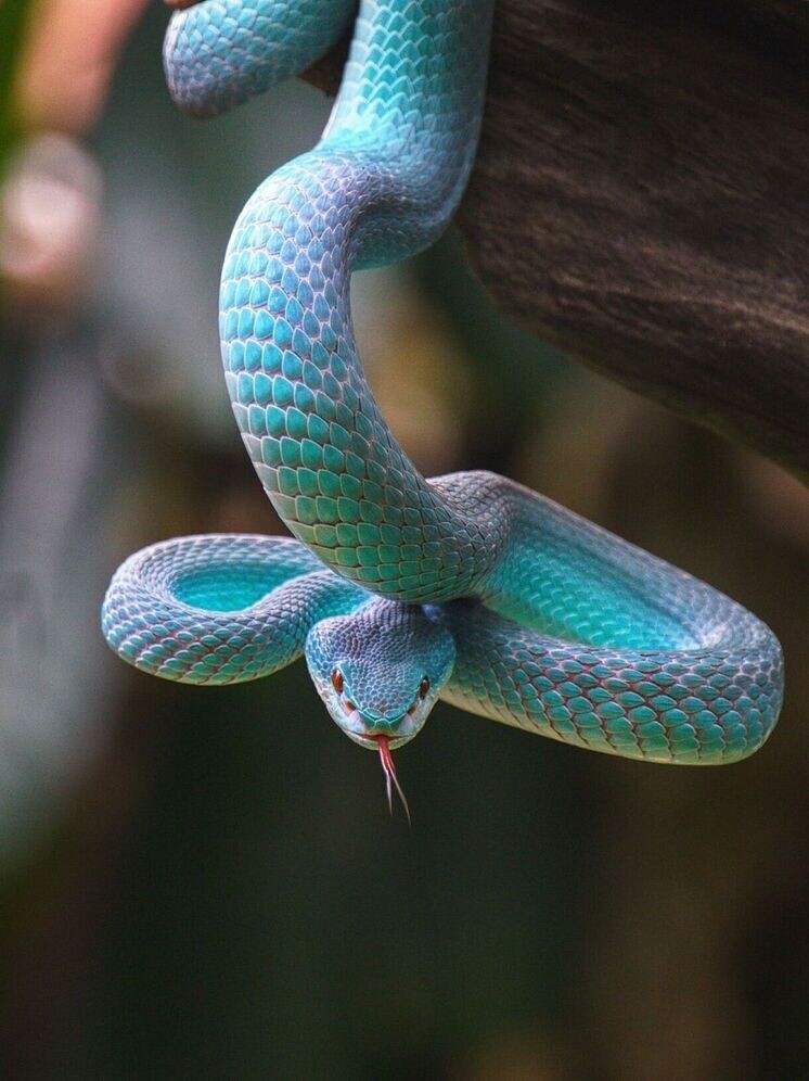     ФОТО: 7ustalvian/ Wikipedia.org