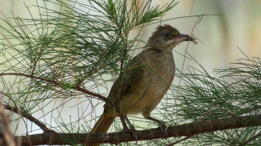 С добычей в клювике