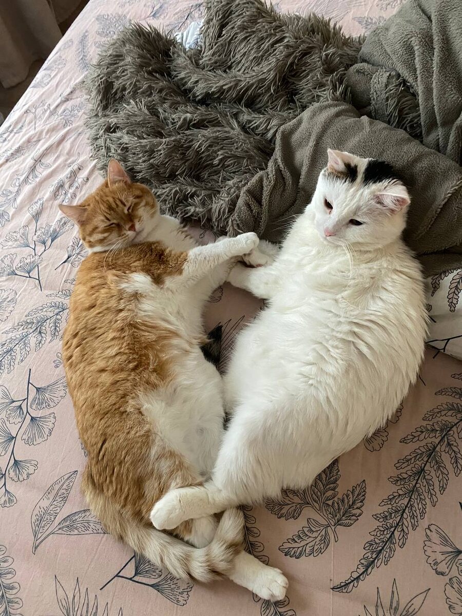 Новый вид животных - коты-тюлени. Очень подходят для дома