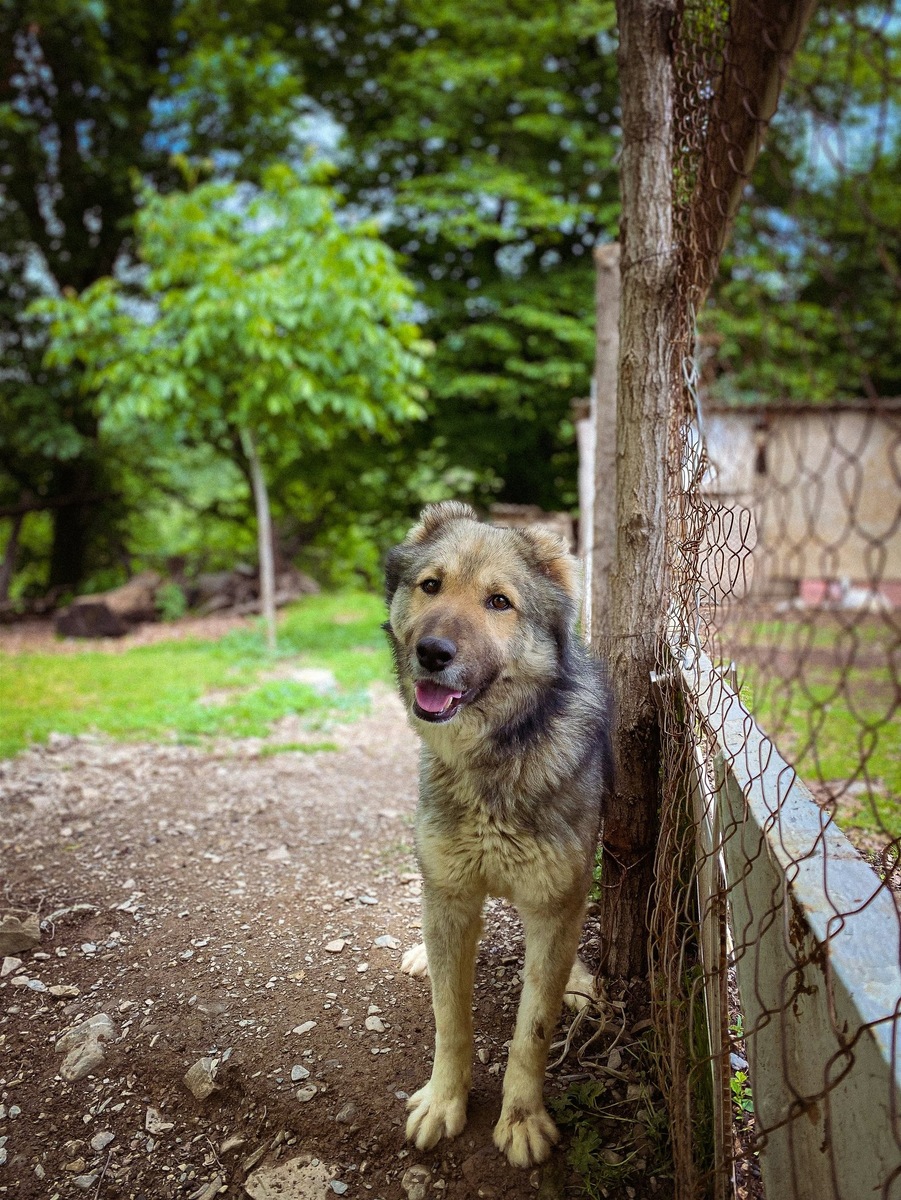    Более пятисот собак в донецком приюте надеются на встречу со своим человеком