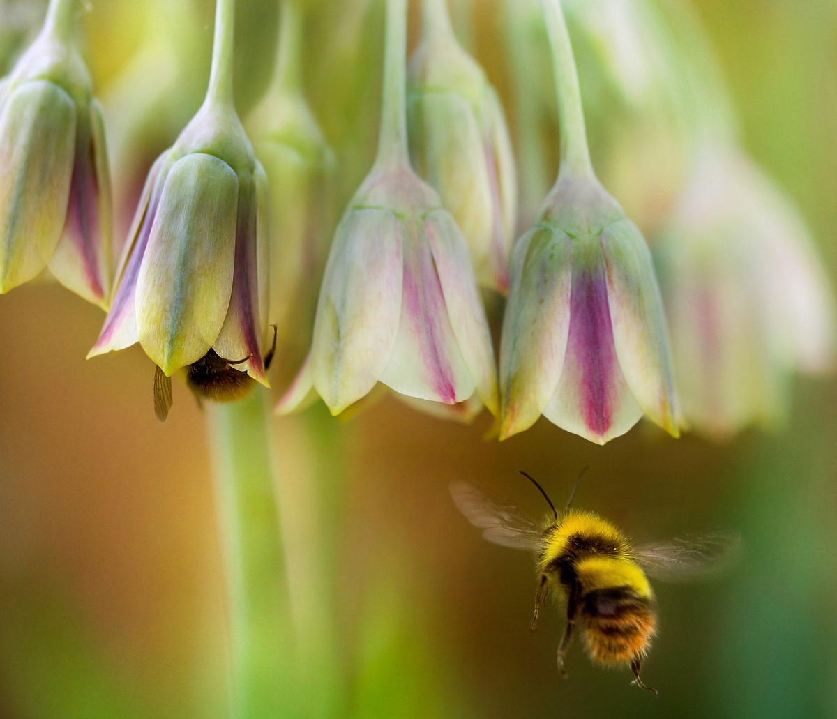 Генетическое разнообразие - залог благополучия пчелиной семьи