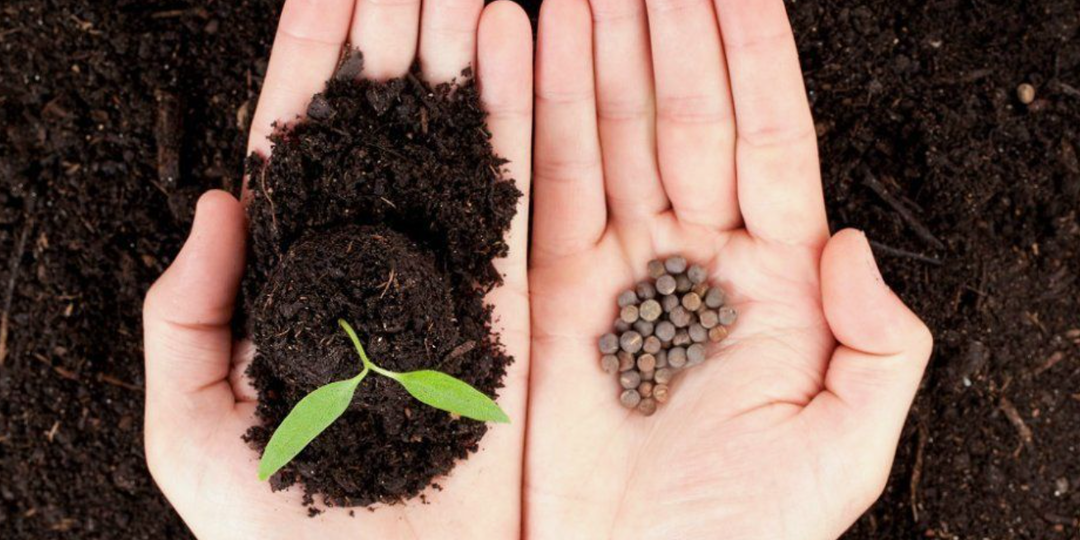 Урожай во многом зависит не от семян, а от того, как их посеять: вот как сеять правильно