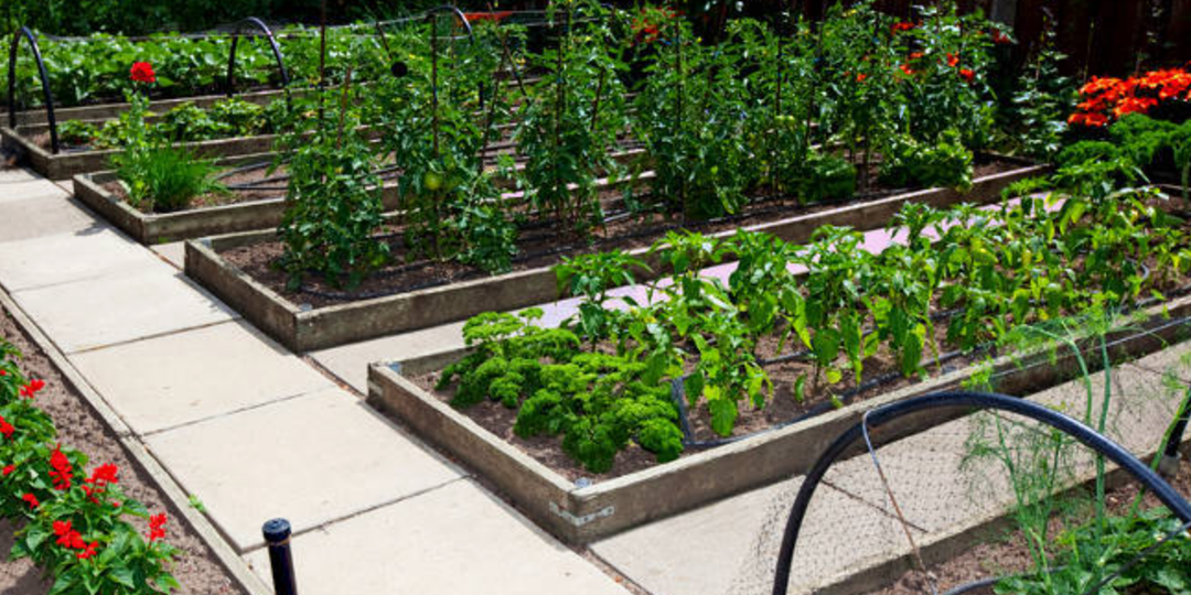 ТОП подходящих растений для “ленивого огорода”