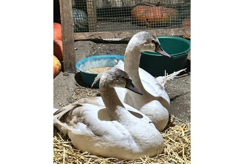 Сказал, никому их теперь не отдаст: лебеди с обледеневшими крыльями попросили убежища у человека