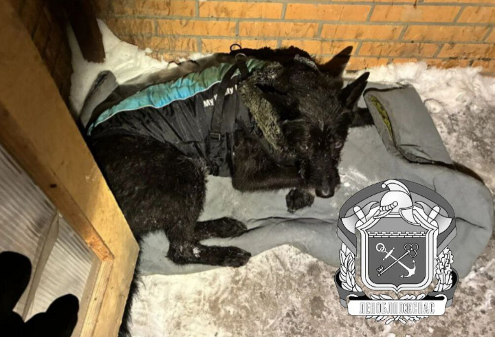 фото: t.me/lenoblpozhspas