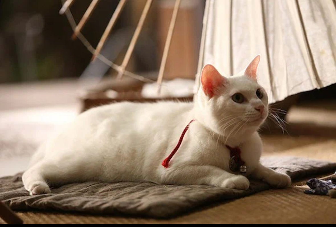 Все эти милые фото взяты в открытом доступе с сайта Кинопоиск