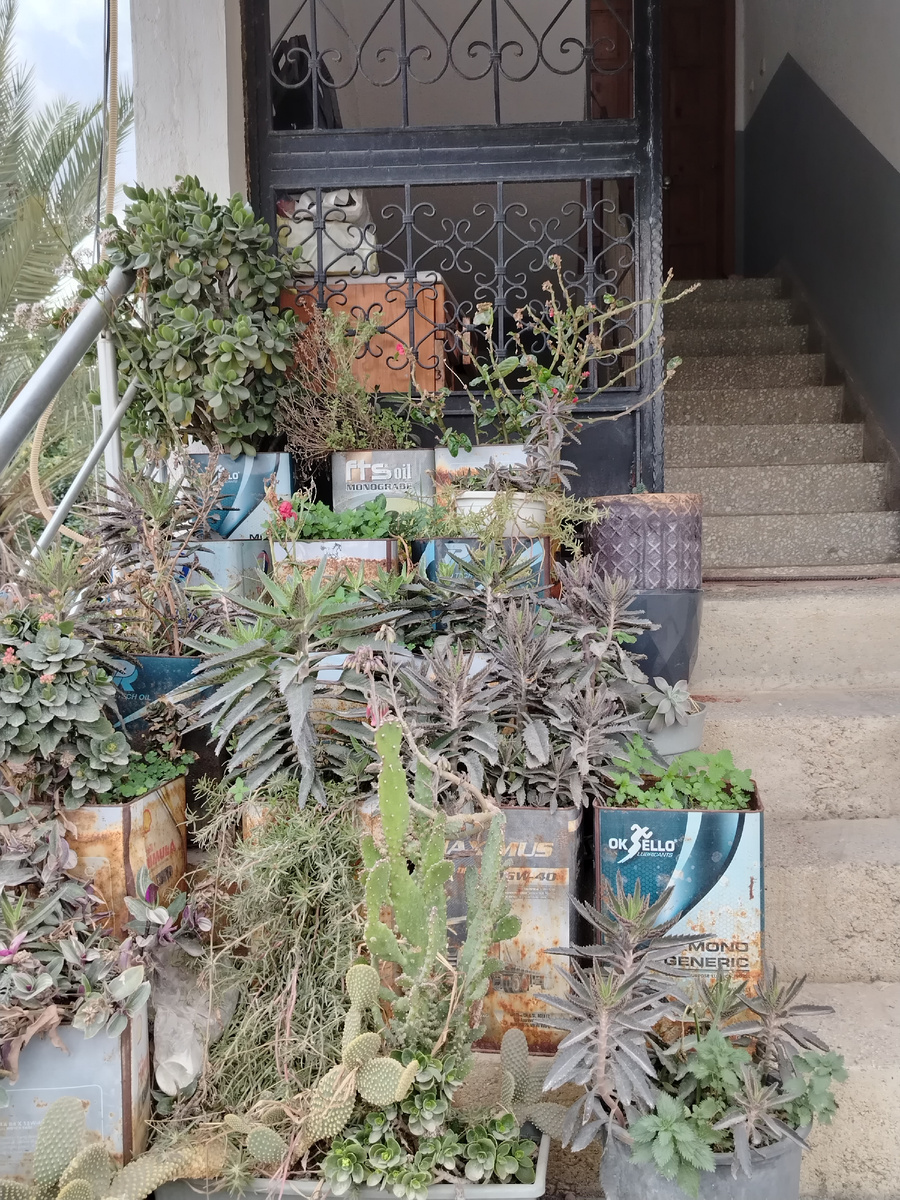 Подъезд с кактусами на ступеньках