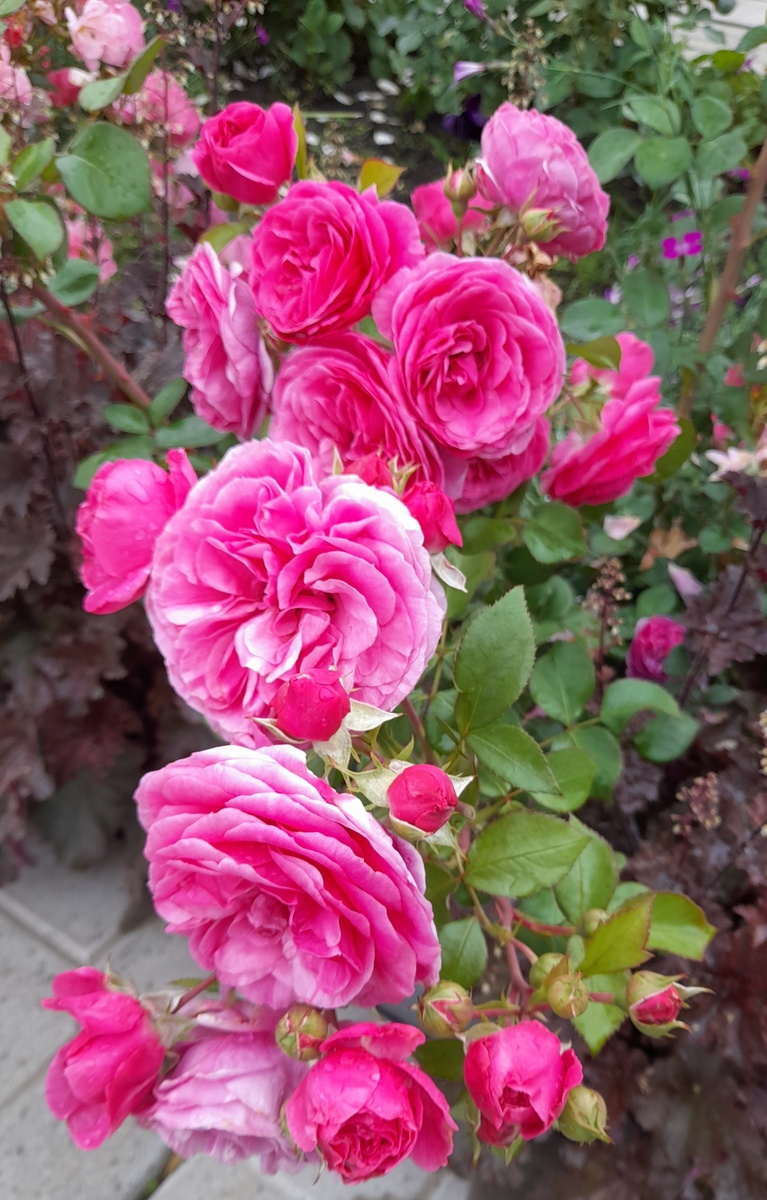 Баронесса. Фото автора 