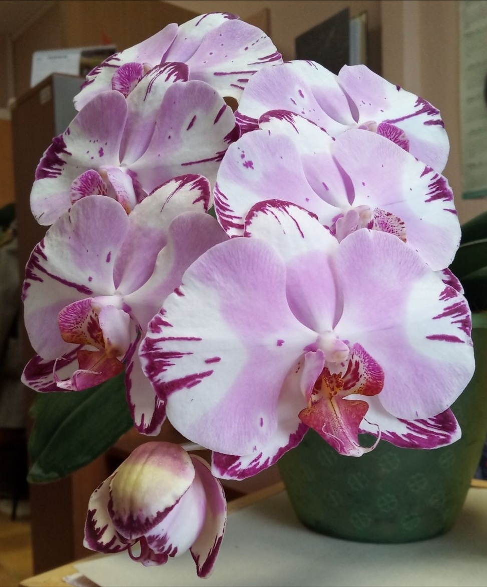 Первое домашнее цветение моего Мэйджик арта! Летнее