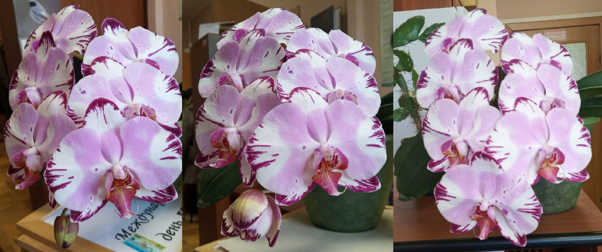 Волшебство роспуска Magic art  лето 2025