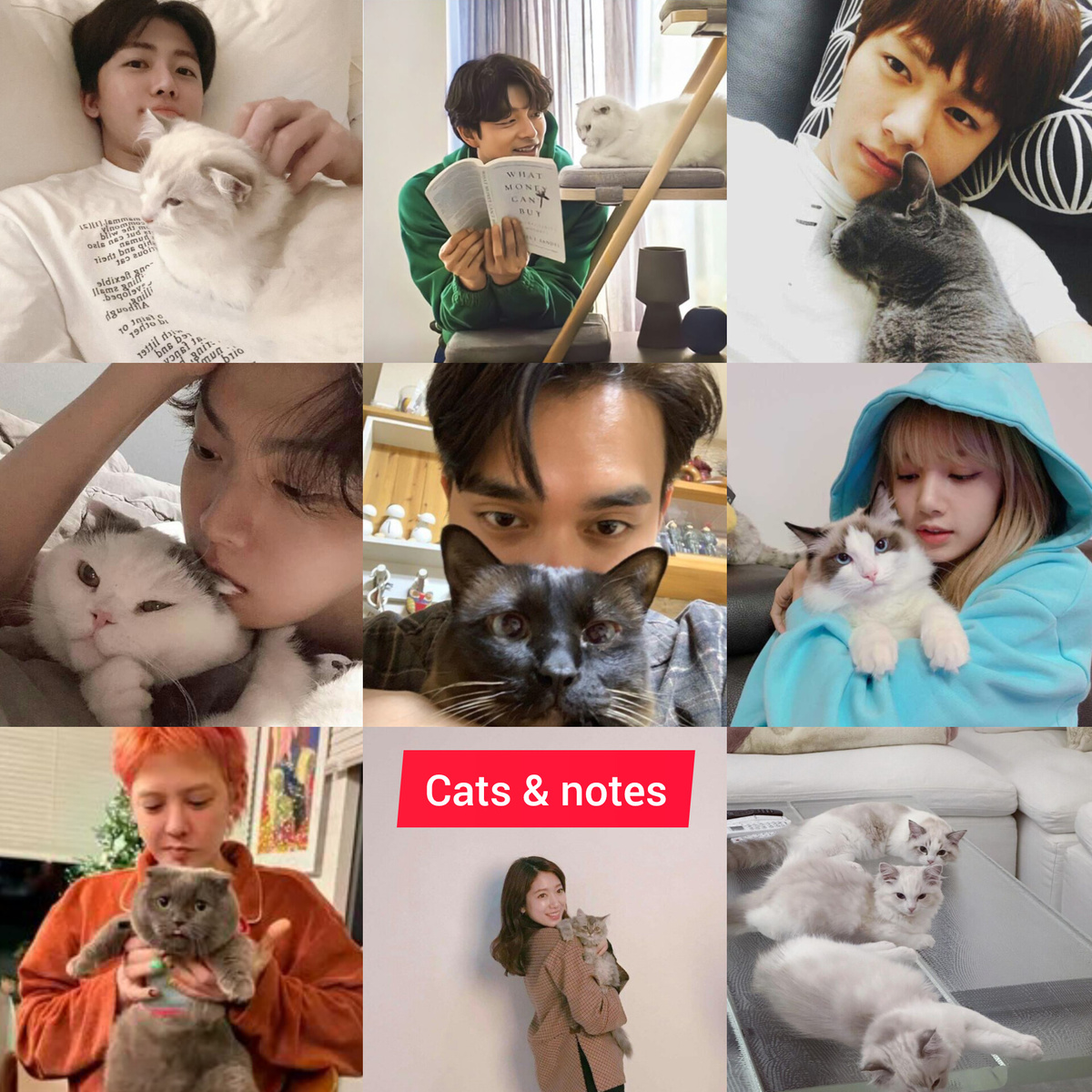 Коты у звёзд: или как пушистые граждане захватили сердца селебрити