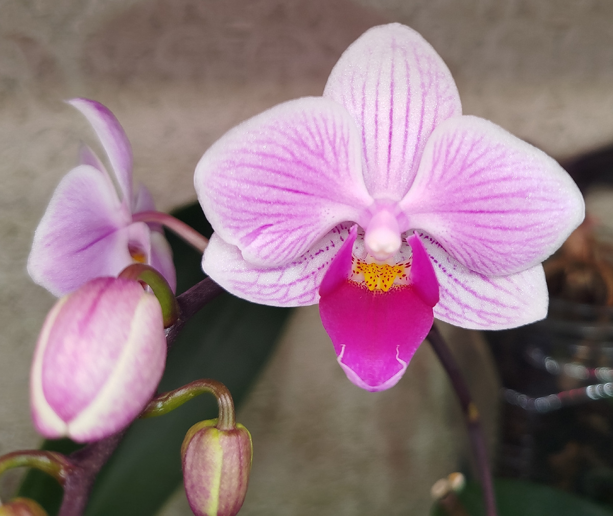 Фото 26 января 2026 Орхидея фаленопсис Нора