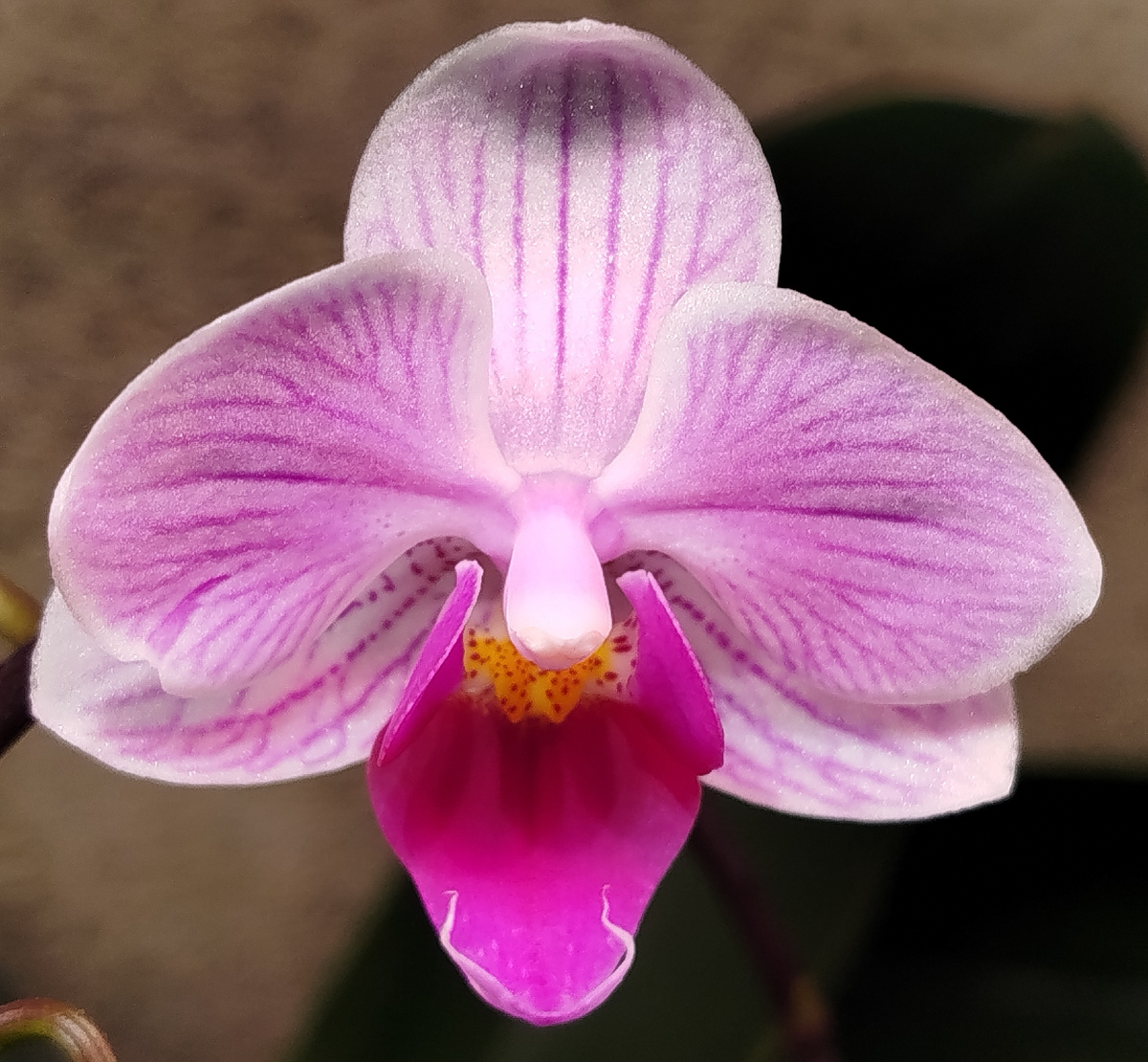 Нора начало роспуска