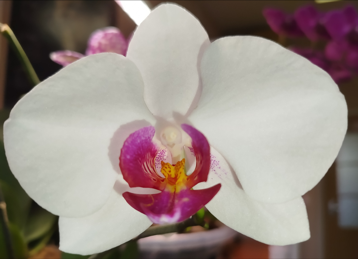 10 июня 2025 фото орхидеи фаленопсис Ред ай red eye красный глаз орхорадость первое домашнее цветение