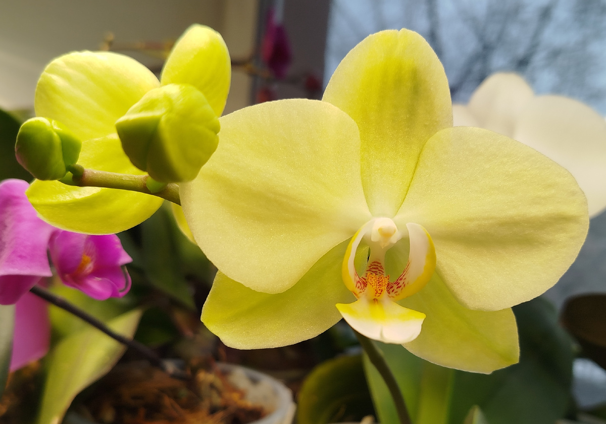 Начало роспуска Sanshower орхидея фаленопсис