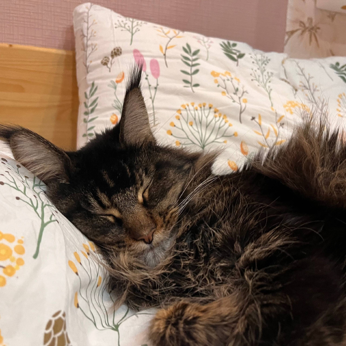 Томас добряк и счастливчик) 💯