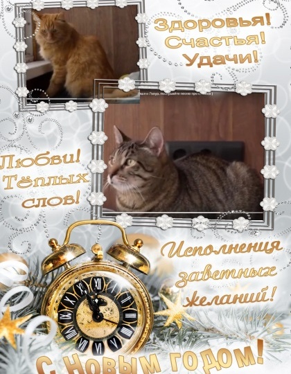 🎄Авторская песенка и приветы от котиков с атаксией и мейн-куна Томаса😺🏡