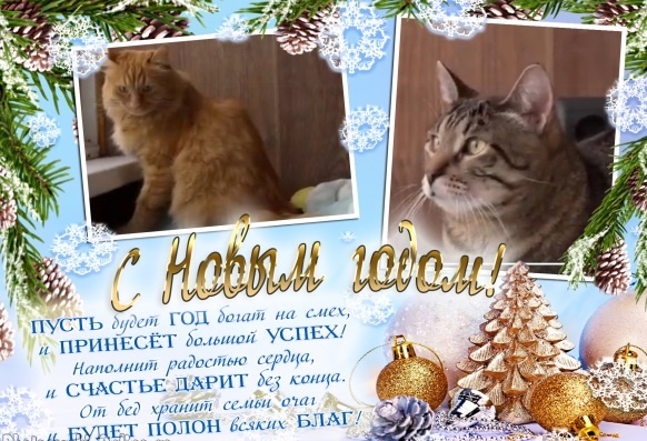 С Новым годом поздравляют нас котики с атаксией)🎄✨