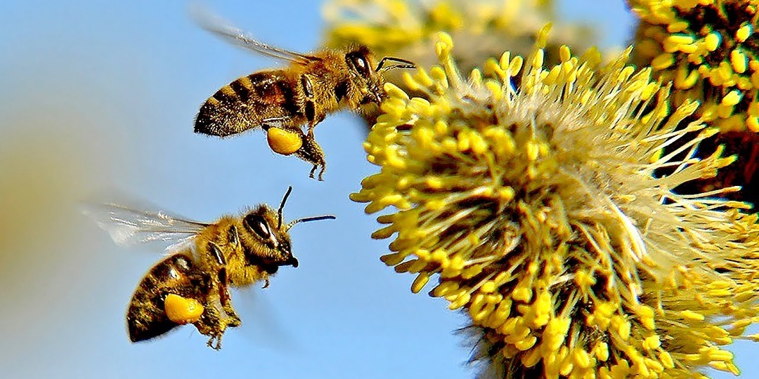 Ивовые, первый медонос и редкий, дорогой ивовый мёд.