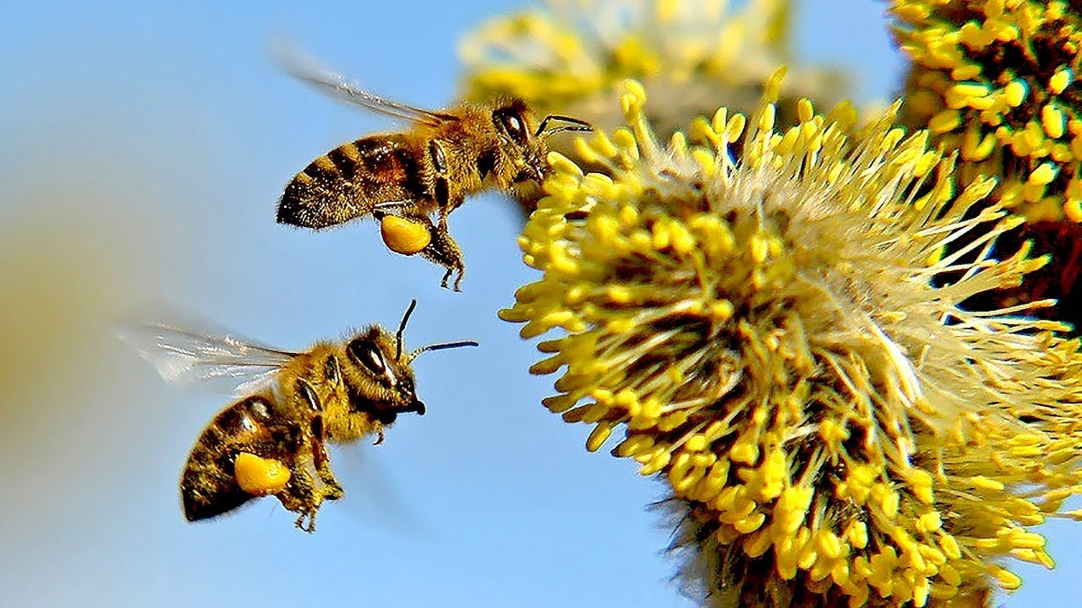 Пчёлы на цветке ивы.