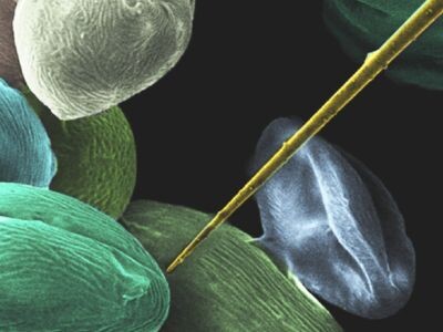    Создан нанозонд для манипуляций с живыми клетками