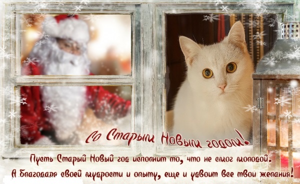 ⛄Снежок надеется на🎄Новогоднее Чудо✨найти свой дом!🏡