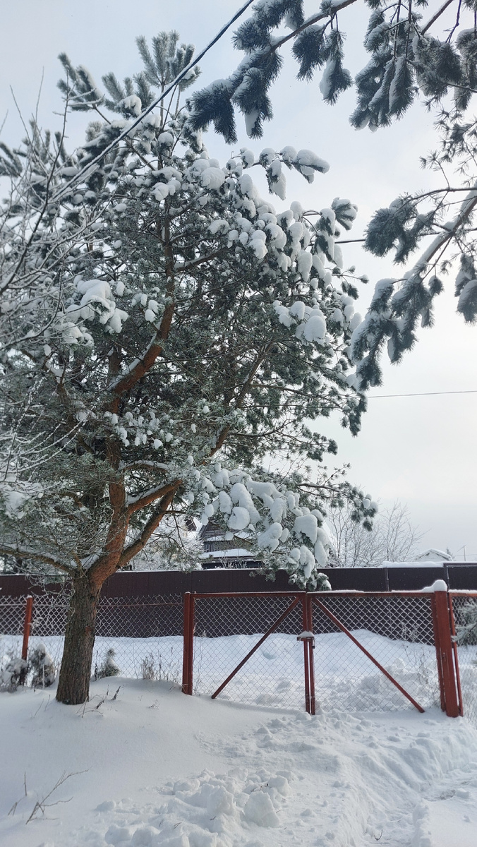 Моя сосна украшена снежными шариками