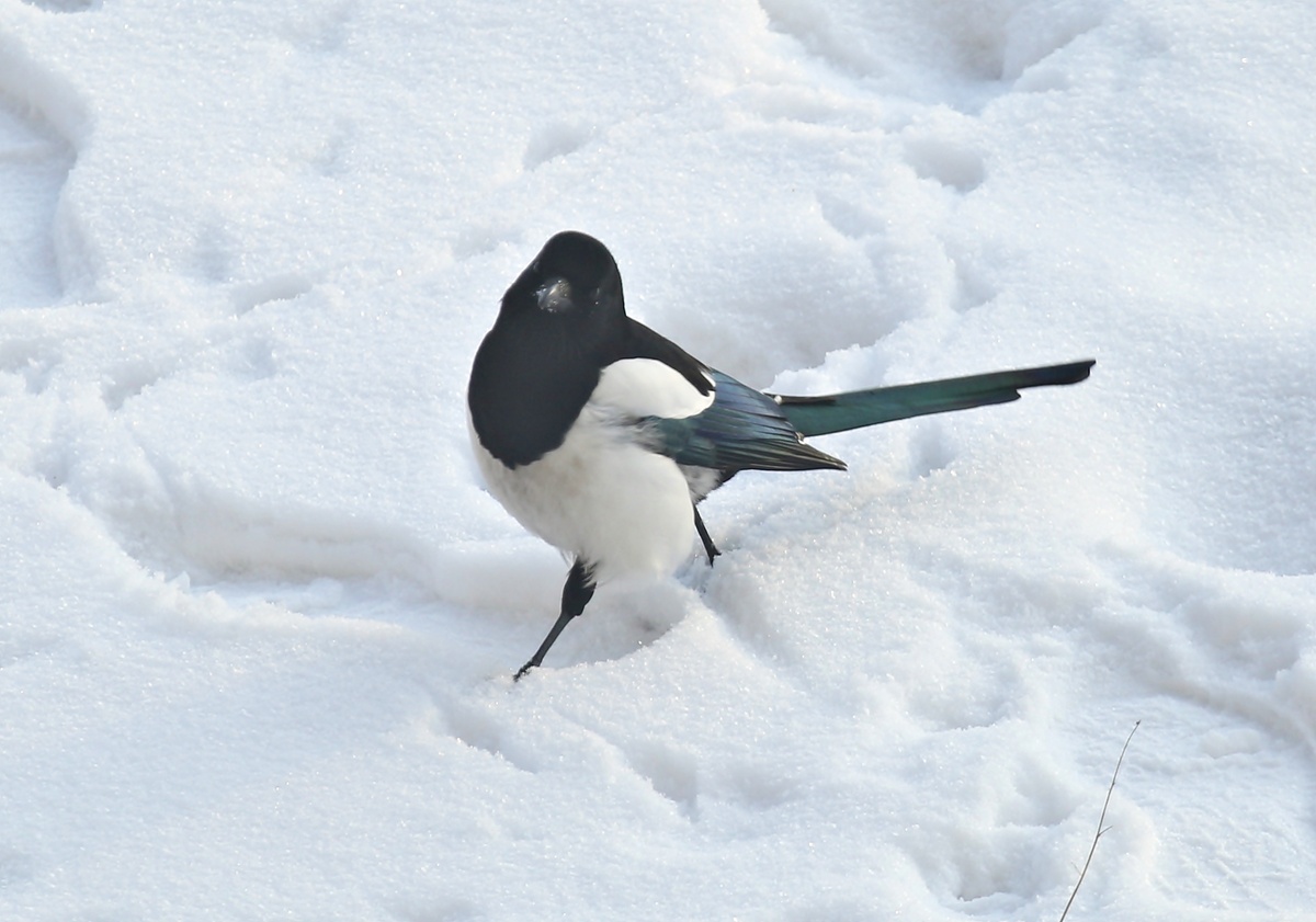 Ах, как вышагивает! 