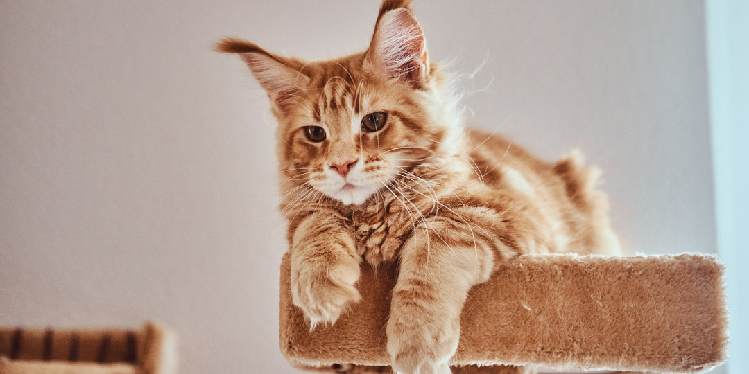 ТОП‑10 пород кошек глазами психологов: что их выбор говорит о хозяине