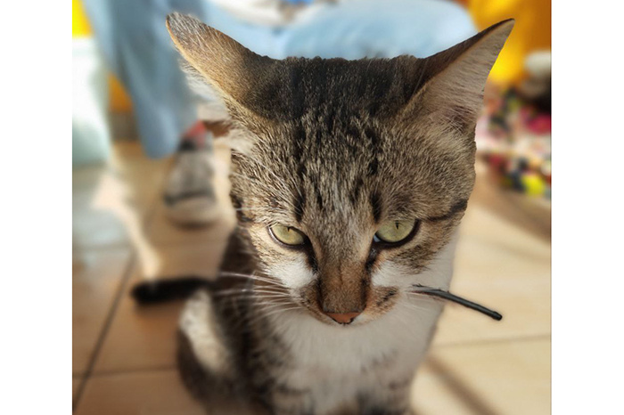 Гэри не был потеряшкой в привычном смысле – кот просто отправился в путешествие. И вернулся!