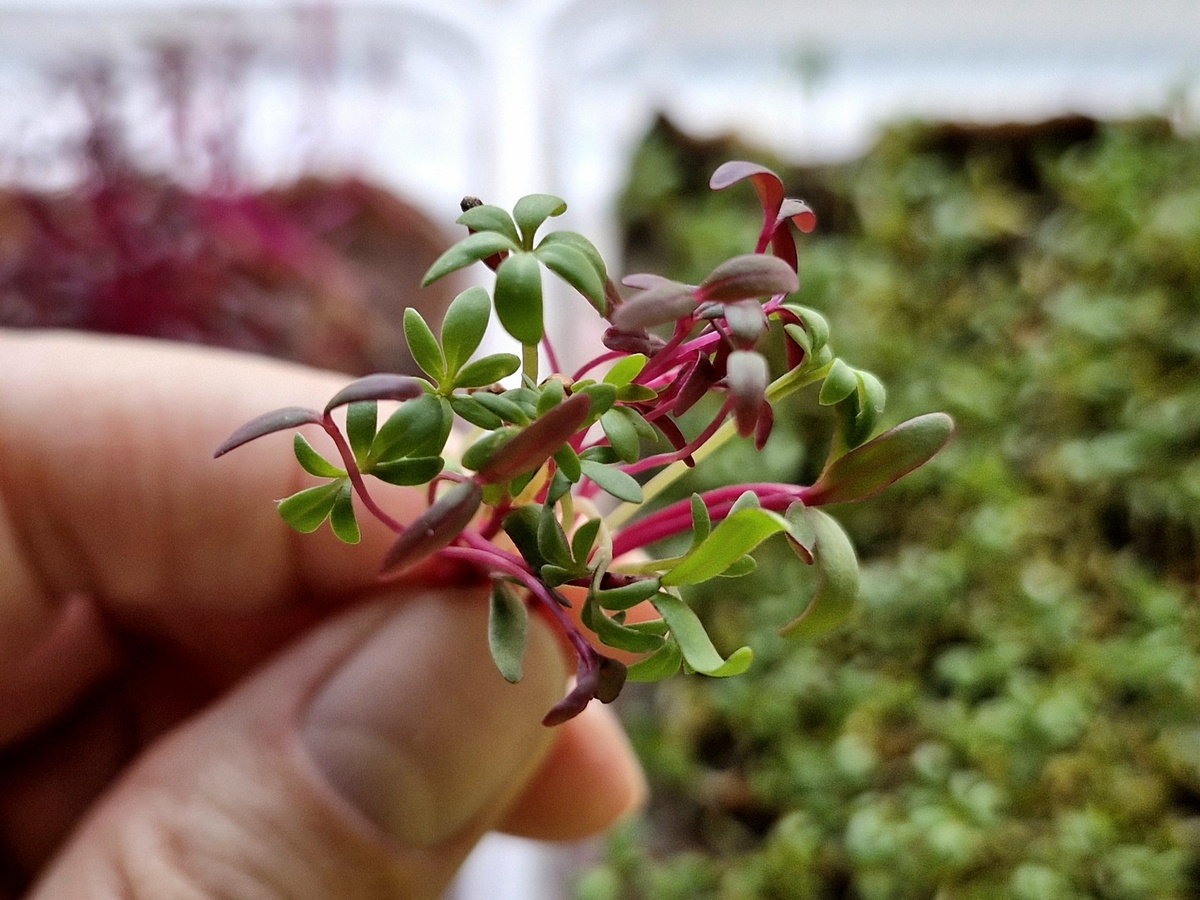 Моя микрозелень