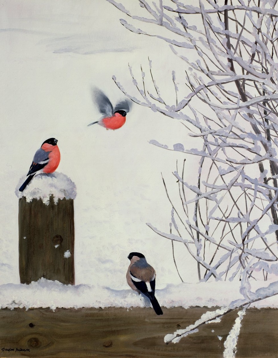 Дуглас_Андерсон "Снегири на заснеженном заборе"