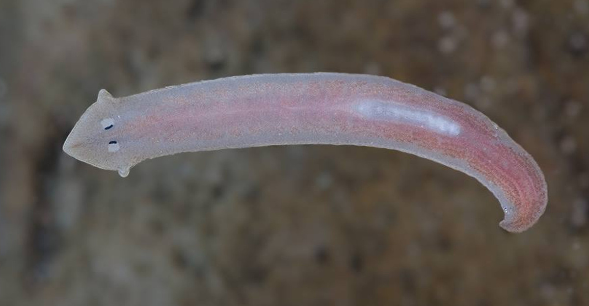 Планарии, частые обитатели аквариумов