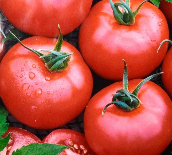 Томат Лотос: секрет нежного вкуса и стабильного урожая на вашей грядке