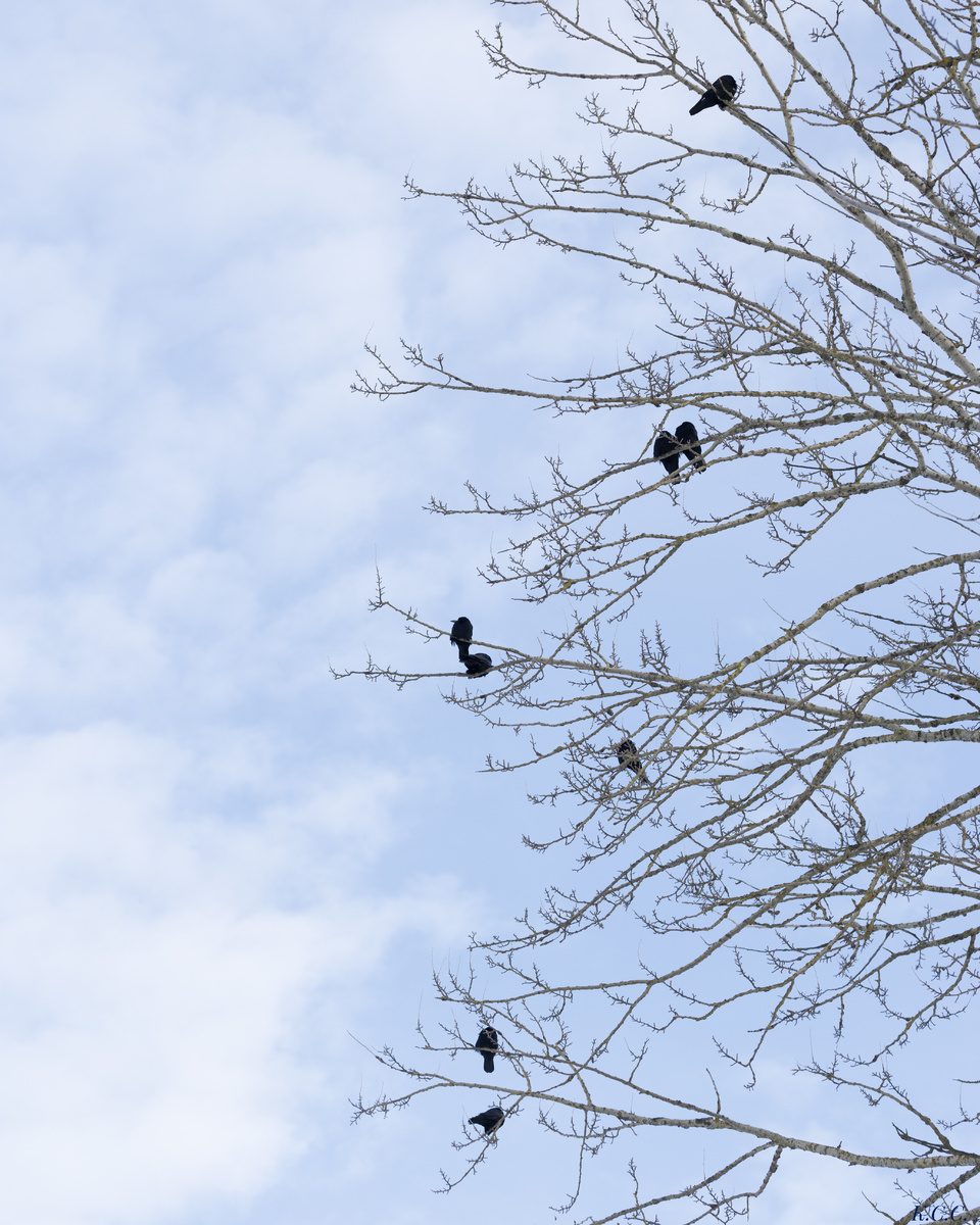 Грачи зимой, фото автора 