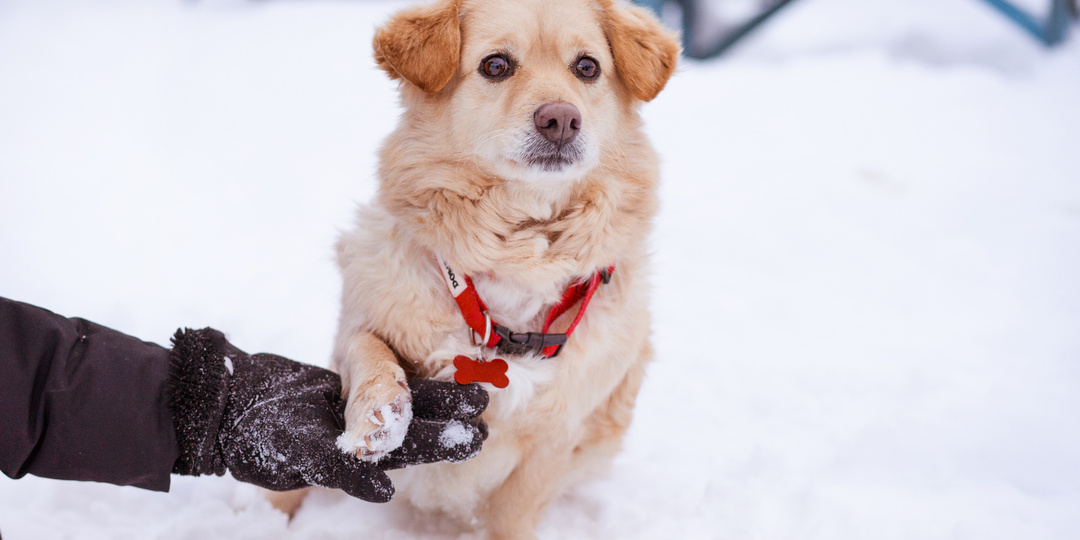 Маленький пёсик ищет семью
