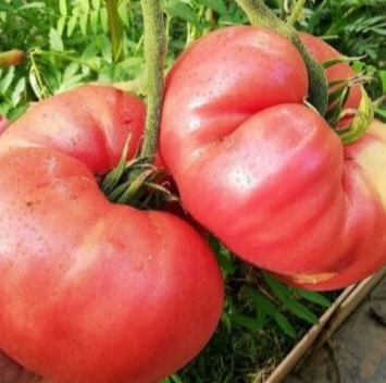 10 проверенных минусинских томатов, которые я выбрала для нового сезона