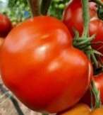 Минусинский яблочный 