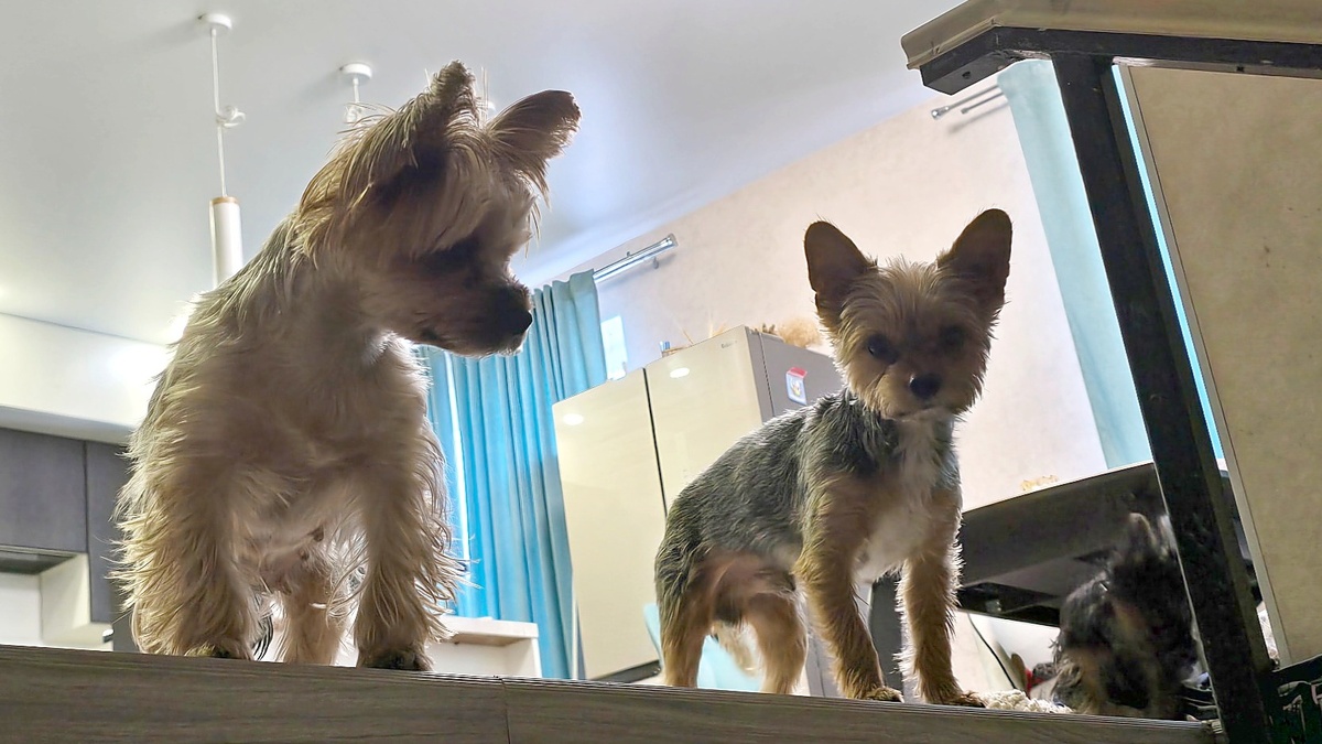 Собаки наблюдают со второго этажа мой уход