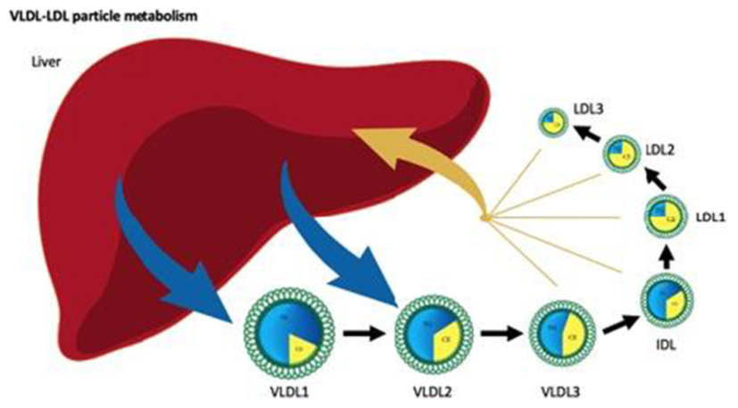 «Хороший» и «плохой» холестерин: почему эта схема устарела, но продолжает жить