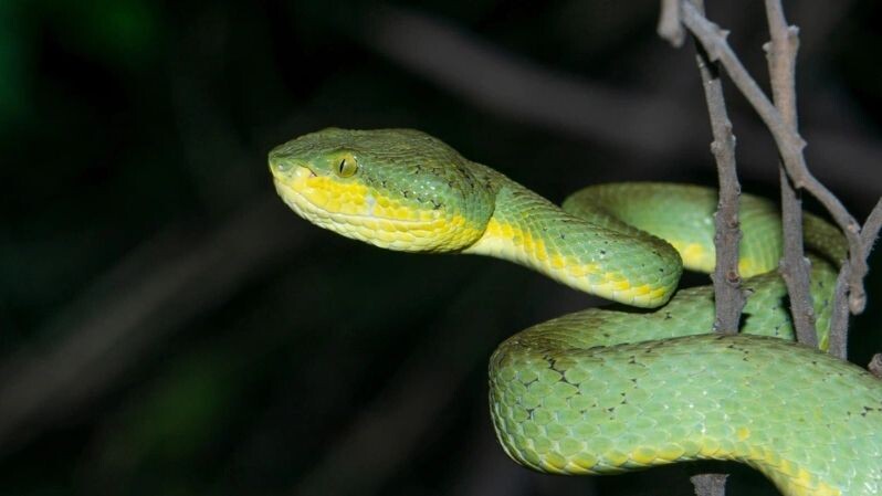    Бамбуковая куфия в естественной среде обитания. Фото: sagarkhunte/Shutterstock/Ftoodom